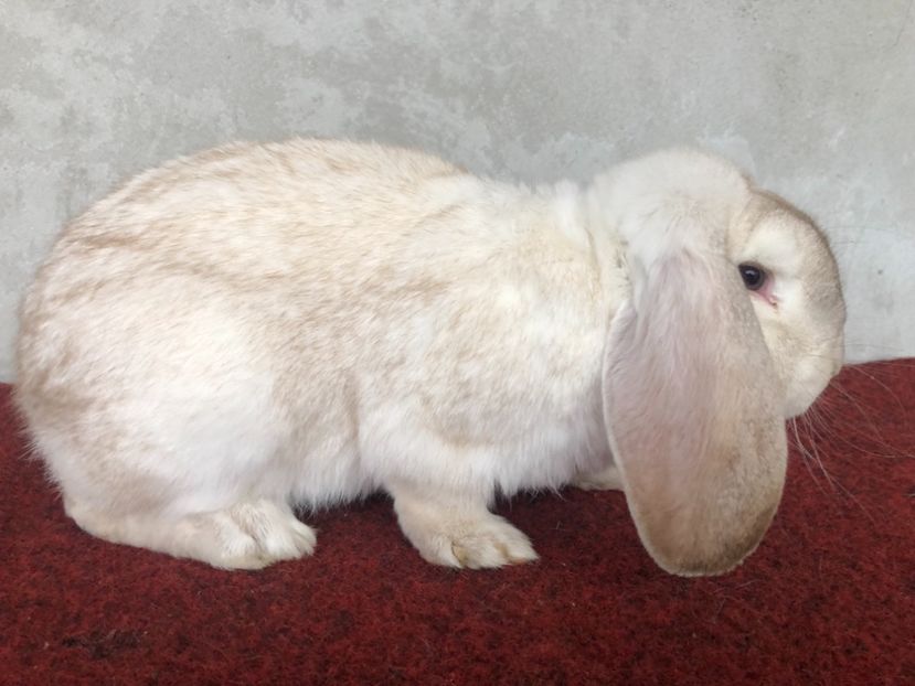 ED3B42C7-896F-4D5F-AEF3-205B82C9C933 - ZZ---ARHIVA- Iepuri