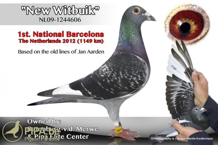 NEW WITBUIK - BUNIC - YOUNG WITTBUIK - nepot din NEW WITTBUIK locul 1 național Barcelona 2012