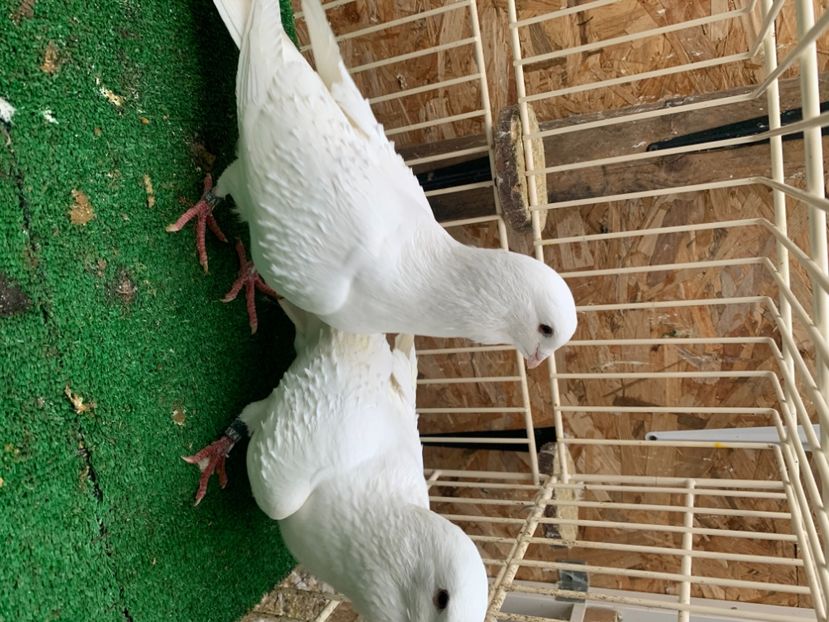 4B9DC34B-76BB-48DF-8B17-746E2227494A - Porumbei sirieni