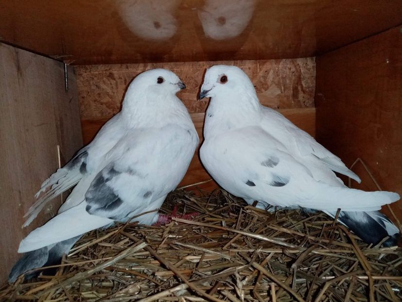 received_761878774416861 - Pui de porumbei standard 2020