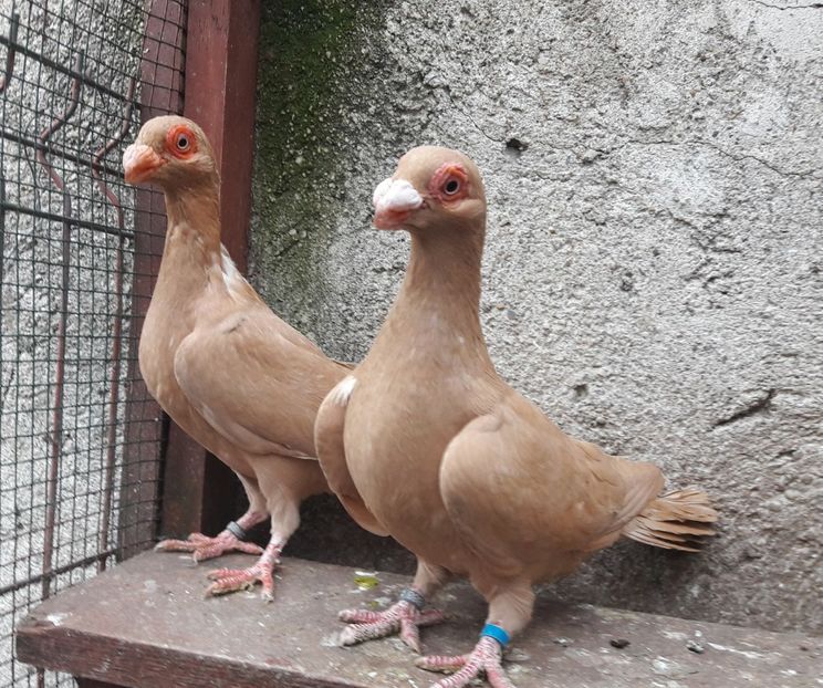 Fem 2020 - Carunculați 2020