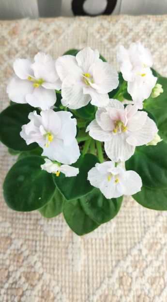 3 dec - ZZ Ness Sheer Peace