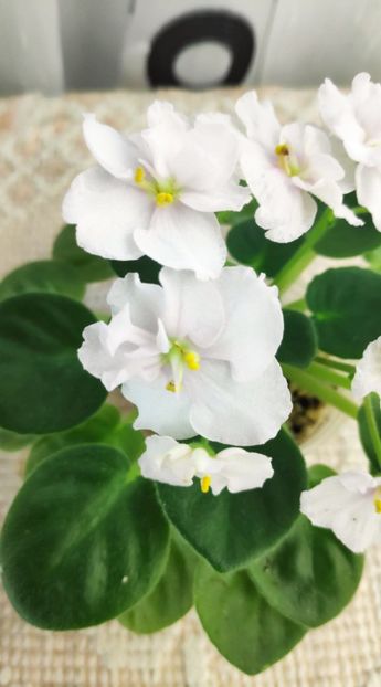 3 dec - ZZ Ness Sheer Peace