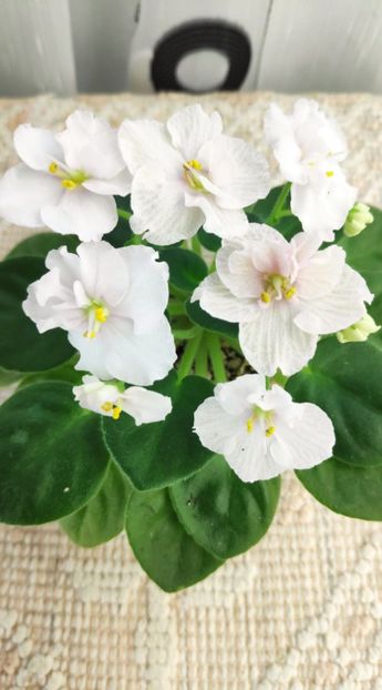 3 dec - ZZ Ness Sheer Peace