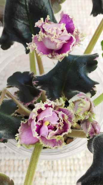 3 dec - Wrangler Gaudy Lady