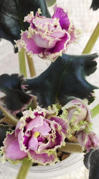 3 dec - Wrangler Gaudy Lady