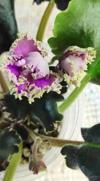 21 nov - Wrangler Gaudy Lady