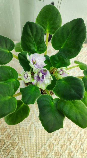 3 dec - ZZ TV Dikaja Slyva - TV Wild Plum