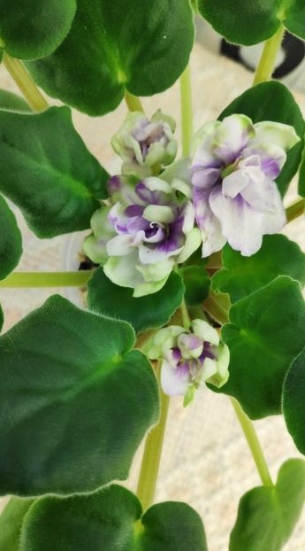 3 dec - ZZ TV Dikaja Slyva - TV Wild Plum