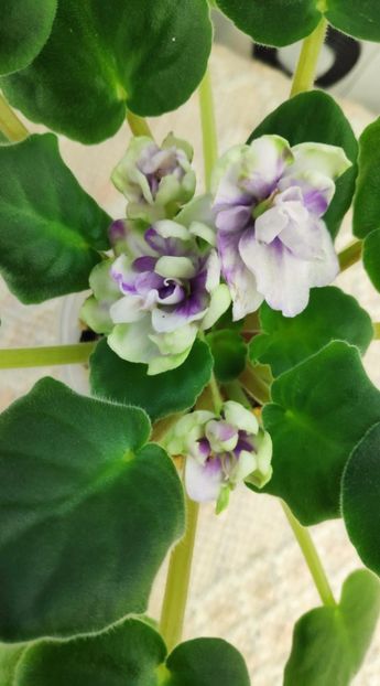 3 dec - ZZ TV Dikaja Slyva - TV Wild Plum