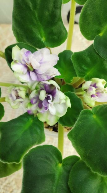 3 dec - ZZ TV Dikaja Slyva - TV Wild Plum