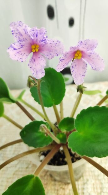 3 dec - ZZ Bol s Evening Irja