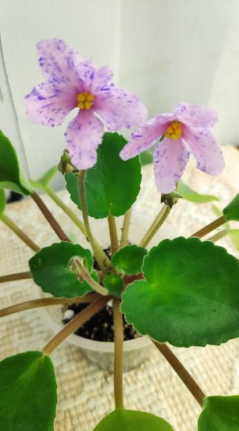 3 dec - ZZ Bol s Evening Irja