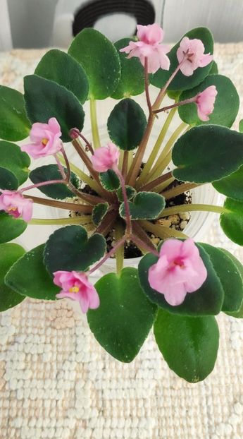 3 dec - Snuggles Delight