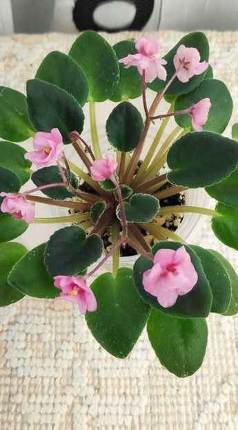 3 dec - Snuggles Delight