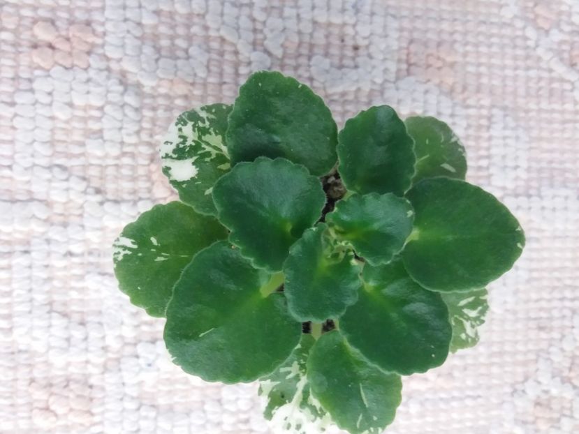 3 dec - Rob s Sugar Cube