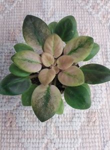 3 dec - ZZ Rob s Pogo Stick sport