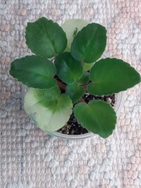 3 dec - NK Klubnichick Kapkeick