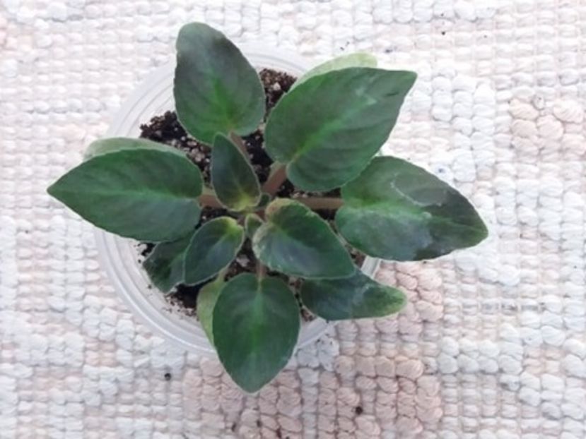 3 dec - MK Stayka Motiljkov