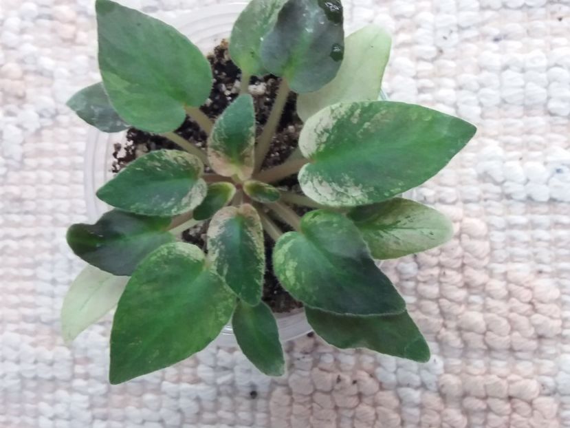 3 dec - MK Stayka Motiljkov