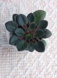 3 dec - Jolly Moonflower