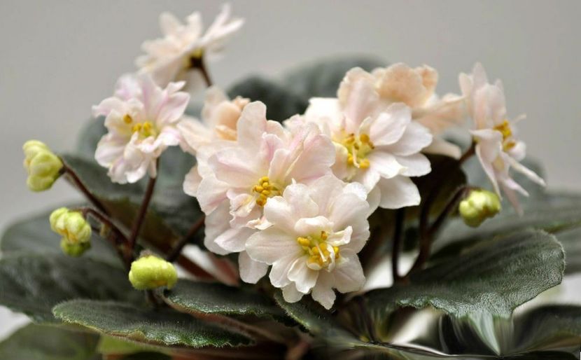 Jolly Moonflower - Jolly Moonflower