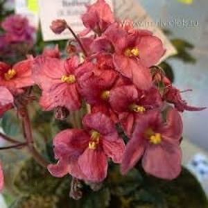 Mac'  Freckled Faced Redhead - Mac s Freckled Faced Redhead