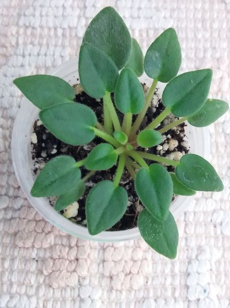 3 dec - LE Flerdoranz