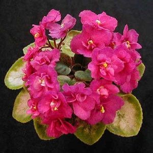 Rob s Squeeze Toy - ZZ Rob s Squeeze Toy