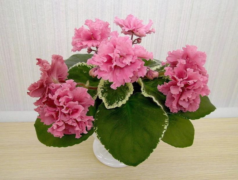 LE Lyudmila - ZZ LE Lyudmila