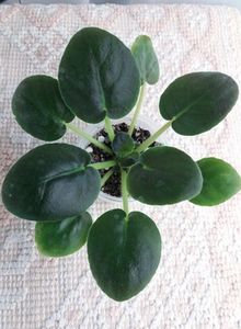 3 dec - ZZ AE Lady Lorain