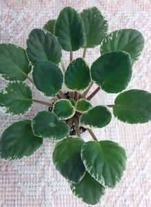 3 dec - ZZ Ma s Show Girl