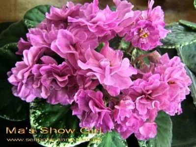 Ma s Show Girl - ZZ Ma s Show Girl