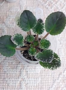 3 dec - Mac s Virtually Velvet