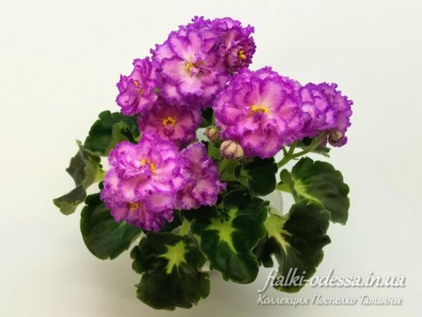 LF-Devochka s Veerom - LF Devochka s Veerom