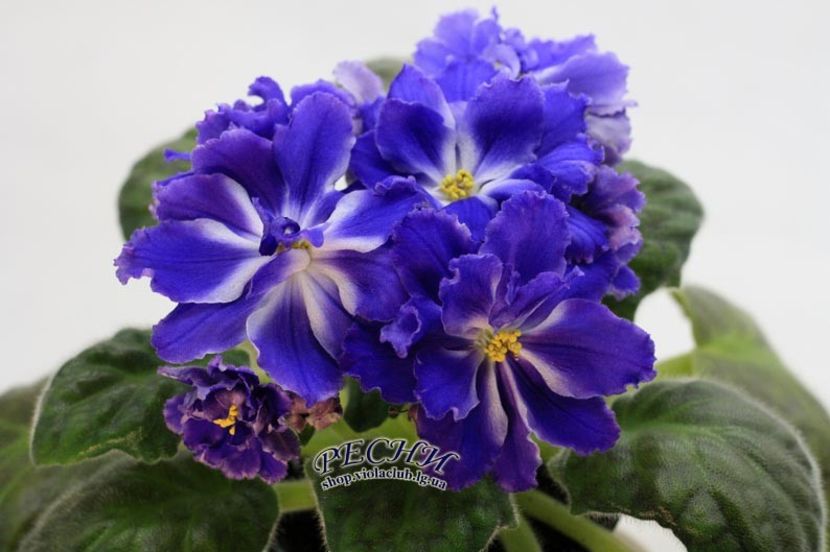 RS Blue Eyes - RS Blue Eyes