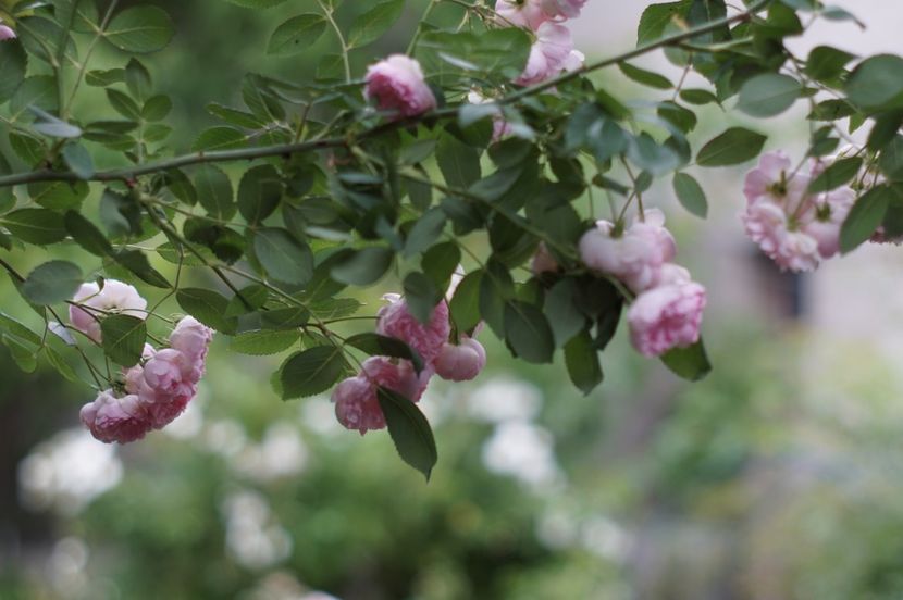  - Belle de Sardaigne