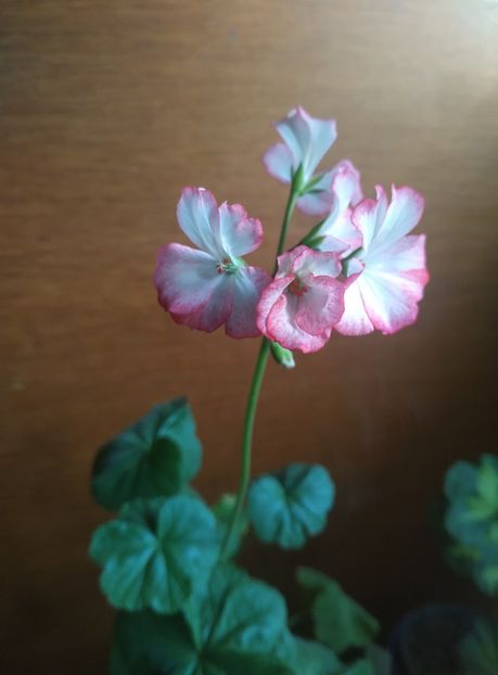  - Mușcate