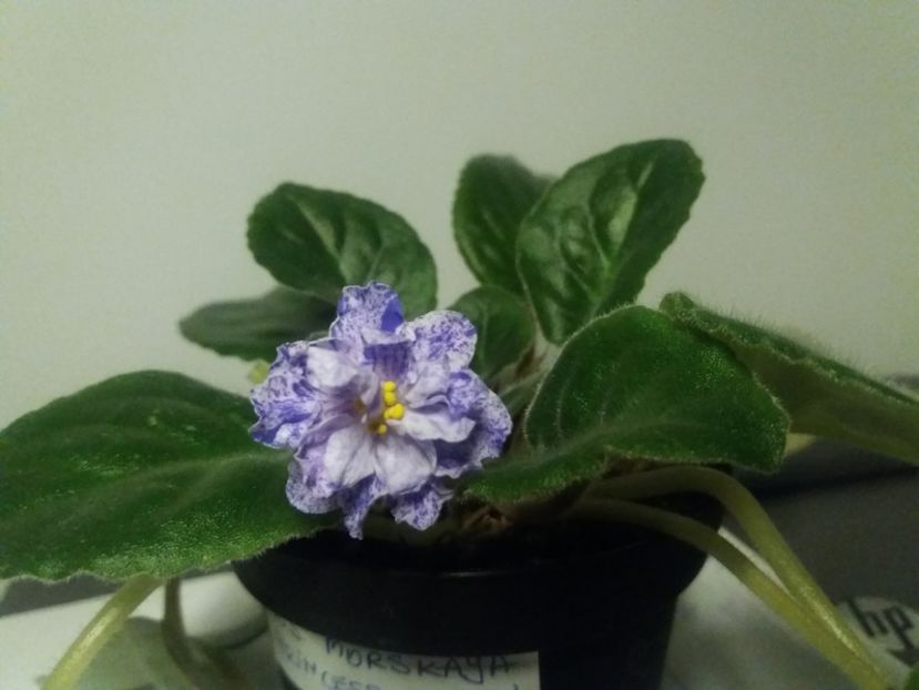  - Violete-Multumesc pt minunatul dar !
