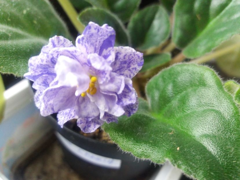  - Violete-Multumesc pt minunatul dar !