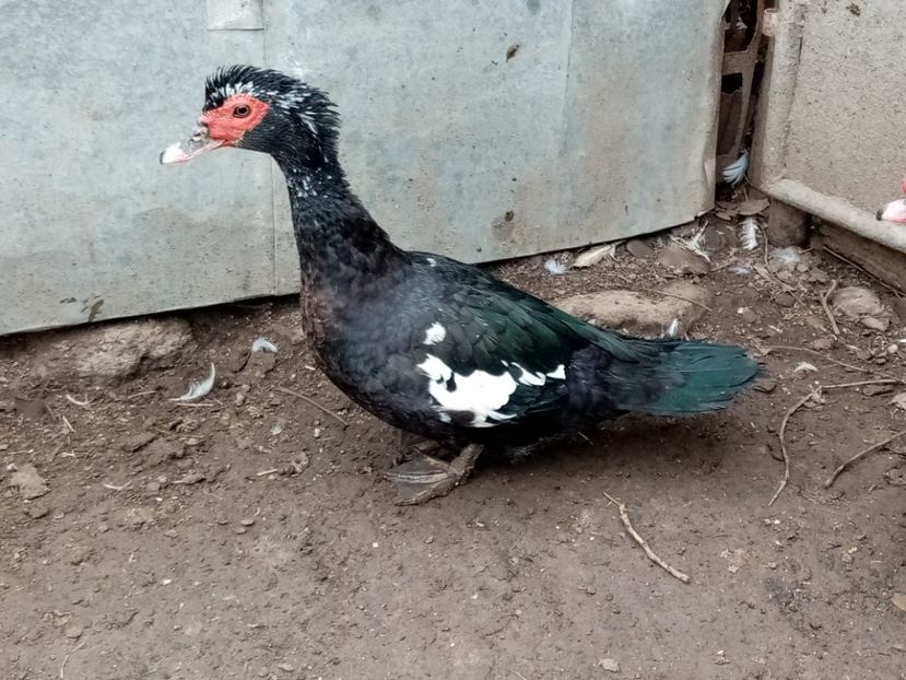  - Matca de rațe leșești 2021