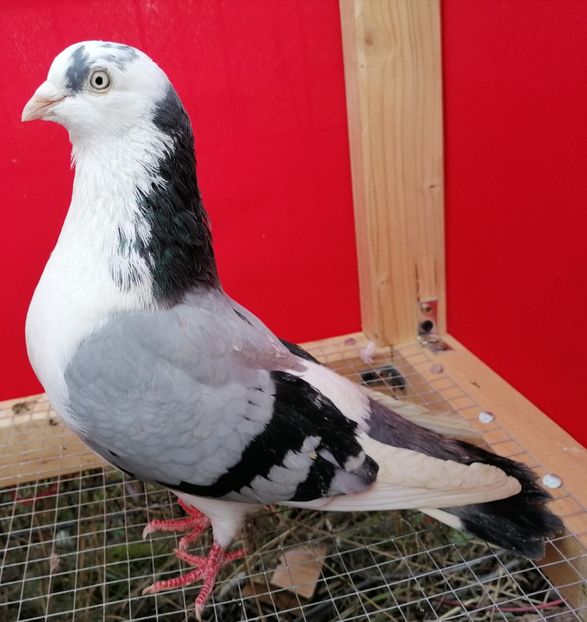 F 2017_8607 - arhiva_porumbei dragi mie