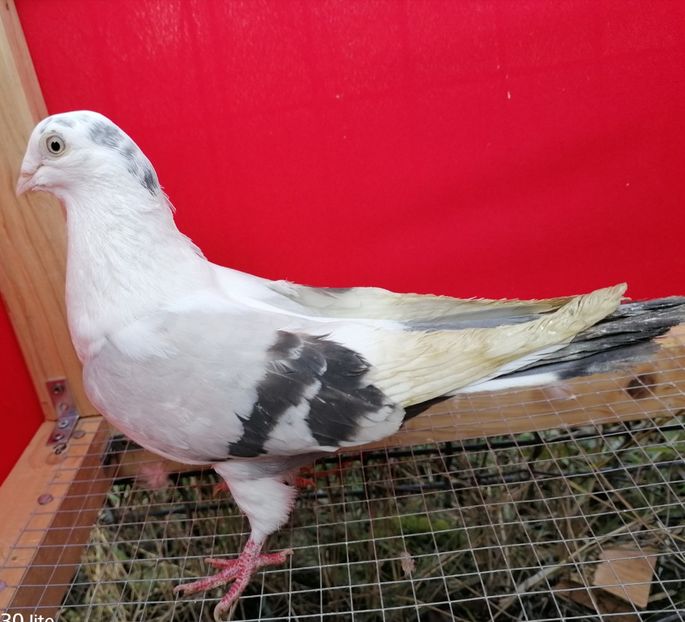 F 2014_301 - arhiva_porumbei dragi mie