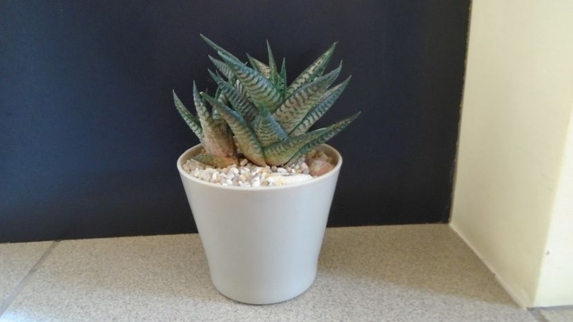 Haworthia limifolia cv. "Silver skin" - Suculente 2020