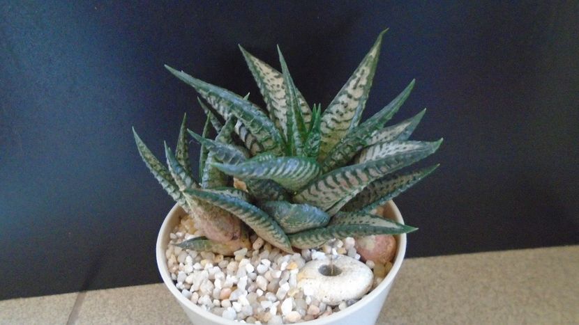 Haworthia limifolia cv. "Silver skin" - Suculente 2020