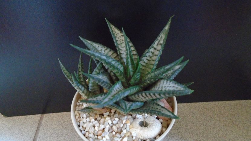 Haworthia limifolia cv. "Silver skin" - Suculente 2020