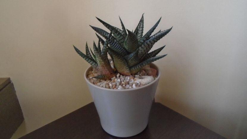 Haworthia limifolia cv. "Silver skin" - Suculente 2020