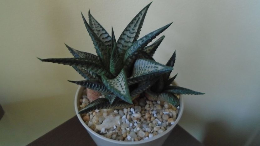 Haworthia limifolia cv. "Silver skin" - Suculente 2020
