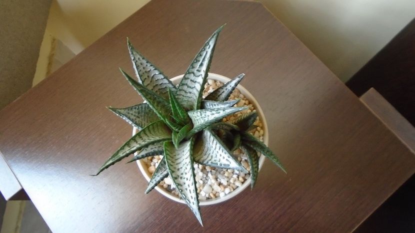 Haworthia limifolia cv. "Silver skin" - Suculente 2020