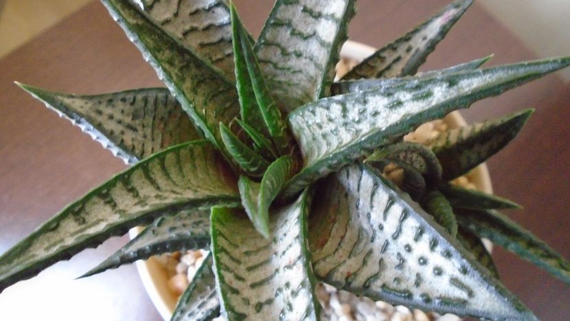 Haworthia limifolia cv. "Silver skin" - Suculente 2020